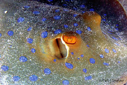 Hello My name is RAY :o) by Debi Henshaw 